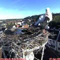 07_35-nest.jpg