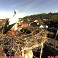 08_10-nest.jpg