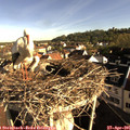 08_15-nest.jpg