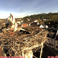08_20-nest.jpg