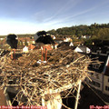 08_25-nest.jpg