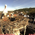 08_35-nest.jpg