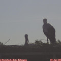 08_45-mast.jpg
