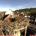 08_45-nest.jpg