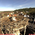 08_50-nest.jpg