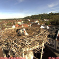 09_10-nest.jpg