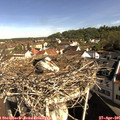09_20-nest.jpg