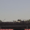 09_45-mast.jpg