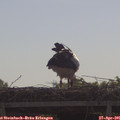 09_50-mast.jpg