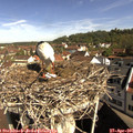 09_50-nest.jpg