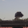 09_55-mast.jpg