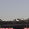 10_10-mast.jpg