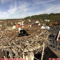 10_20-nest.jpg
