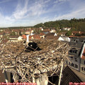 10_25-nest.jpg