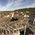 10_30-nest.jpg