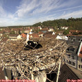 10_35-nest.jpg