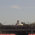 10_40-mast.jpg