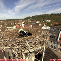 10_40-nest.jpg