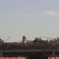 10_45-mast.jpg