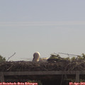 10_50-mast.jpg