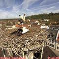 10_55-nest.jpg