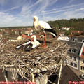 11_00-nest.jpg