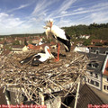 11_05-nest.jpg