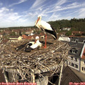 11_10-nest.jpg