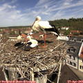 11_15-nest.jpg