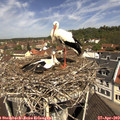 11_20-nest.jpg