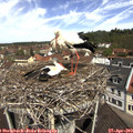 11_25-nest.jpg