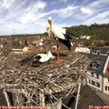 11_30-nest.jpg