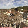 11_35-nest.jpg