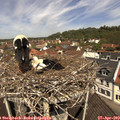 11_40-nest.jpg