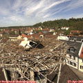 11_45-nest.jpg