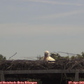 11_50-mast.jpg