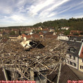 11_50-nest.jpg