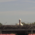 11_55-mast.jpg