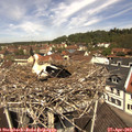 11_55-nest.jpg