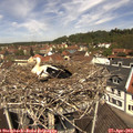 12_00-nest.jpg