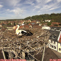 12_05-nest.jpg