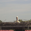 12_15-mast.jpg