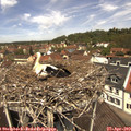 12_15-nest.jpg