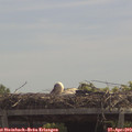 12_25-mast.jpg