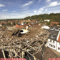 12_50-nest.jpg