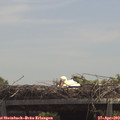 13_00-mast.jpg