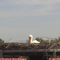 13_10-mast.jpg