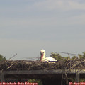 13_15-mast.jpg