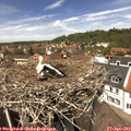 13_15-nest.jpg