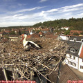 13_20-nest.jpg